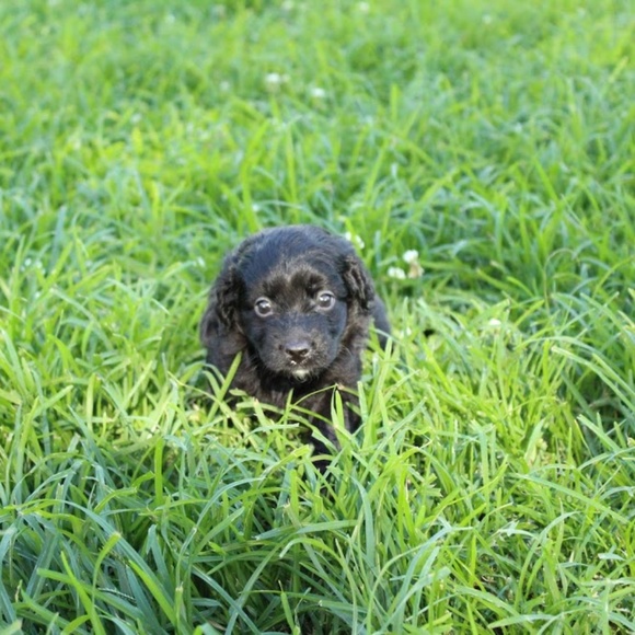 Meet your Posher, Lauren - Picture 2 of 3